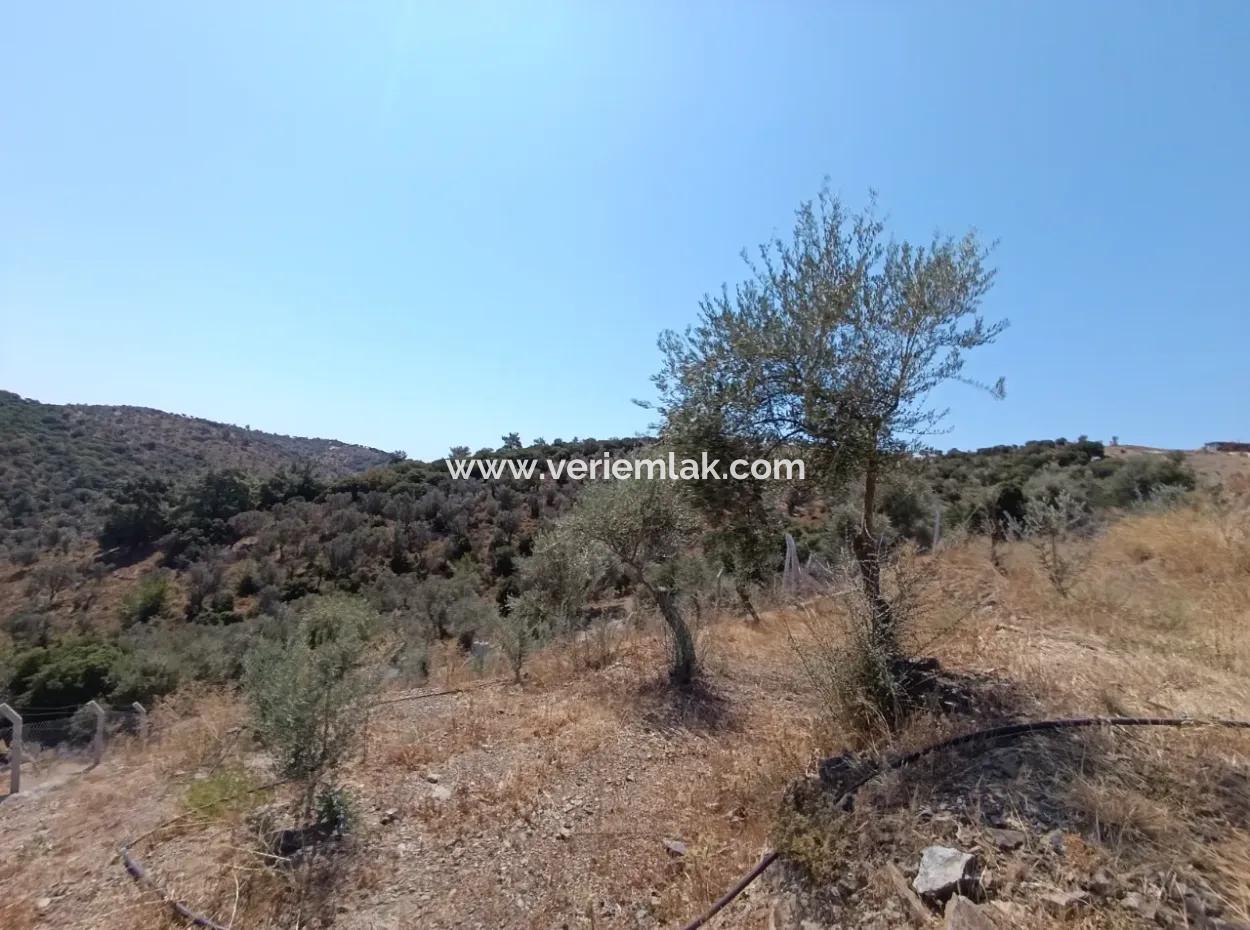 Auf Dem Weg Nach Seferihisar Ulamış, Investitionsmöglichkeit! 1700 M² Olivenhain-Grundstück Mit Panoramablick