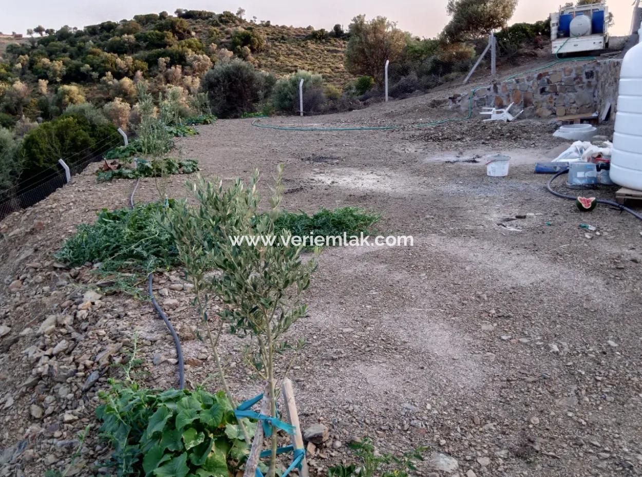 Auf Dem Weg Nach Seferihisar Ulamış, Investitionsmöglichkeit! 1700 M² Olivenhain-Grundstück Mit Panoramablick