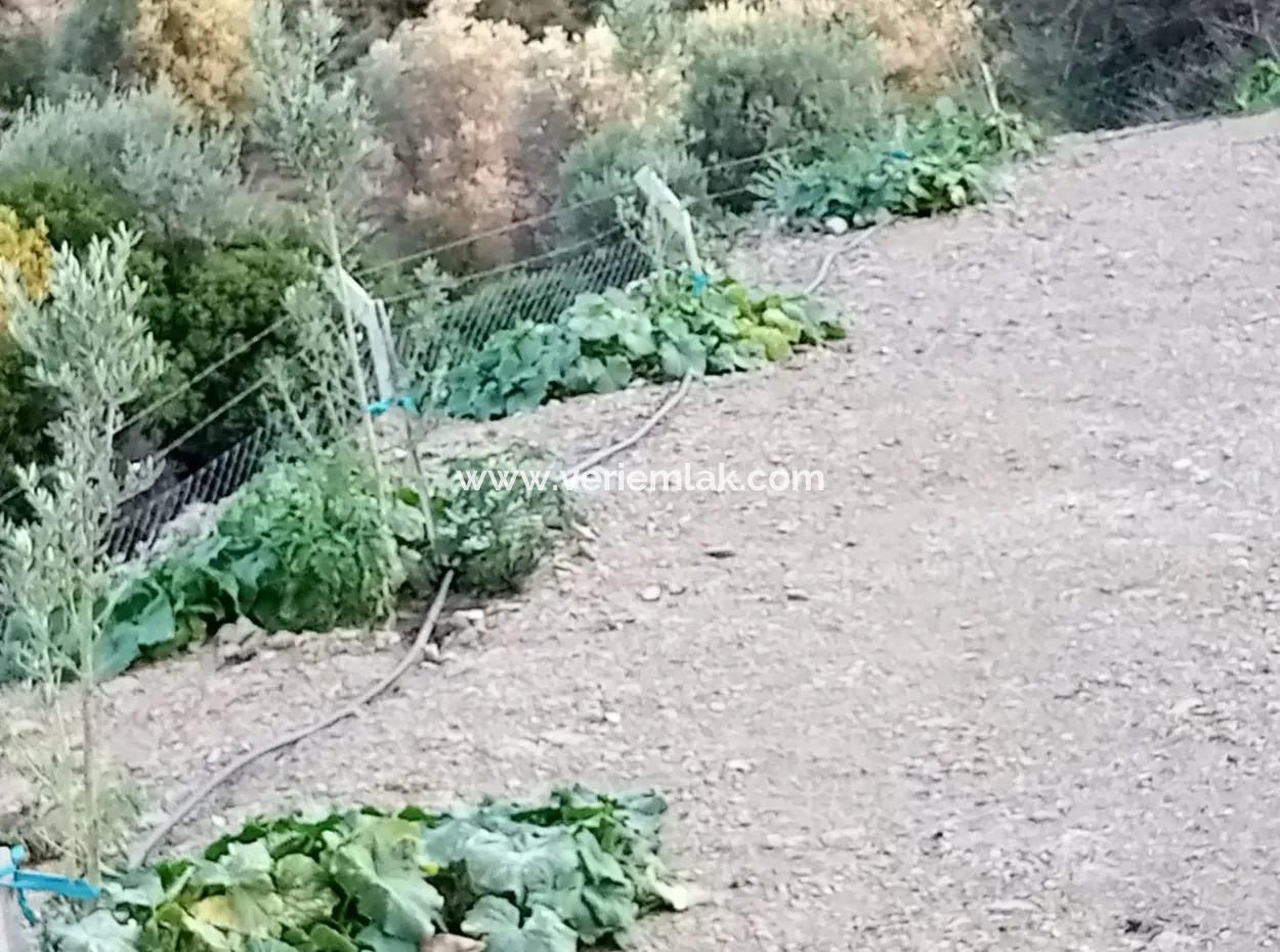 Auf Dem Weg Nach Seferihisar Ulamış, Investitionsmöglichkeit! 1700 M² Olivenhain-Grundstück Mit Panoramablick