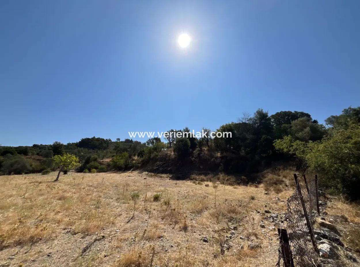 15 Hektar Olivenhain, Geeignet Für Investitionen An Der Seferihisar Beyler Road