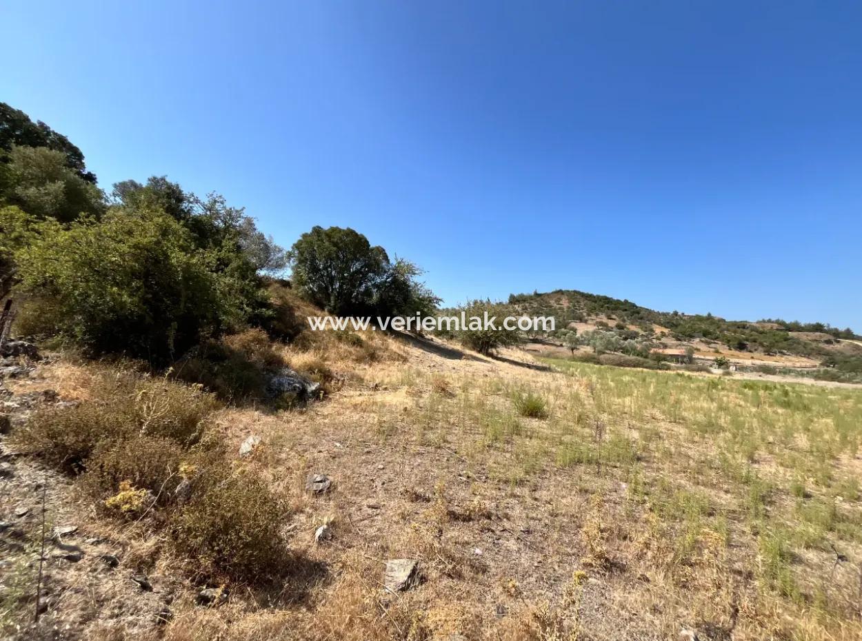 15 Hektar Olivenhain, Geeignet Für Investitionen An Der Seferihisar Beyler Road