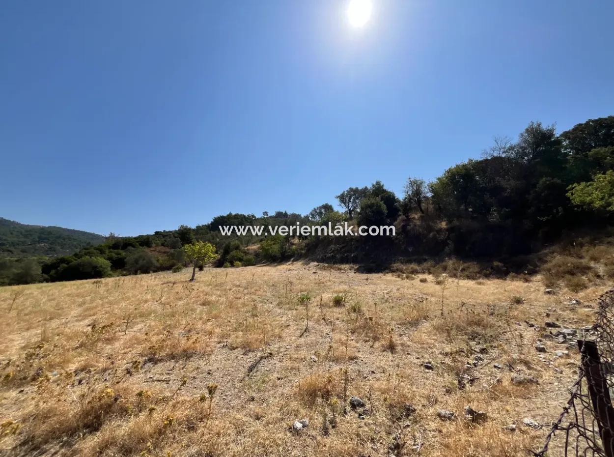 15 Hektar Olivenhain, Geeignet Für Investitionen An Der Seferihisar Beyler Road