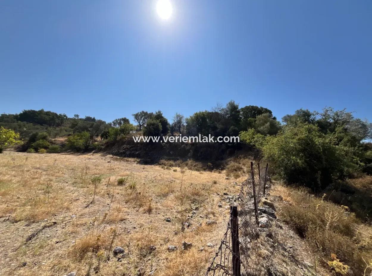 15 Hektar Olivenhain, Geeignet Für Investitionen An Der Seferihisar Beyler Road