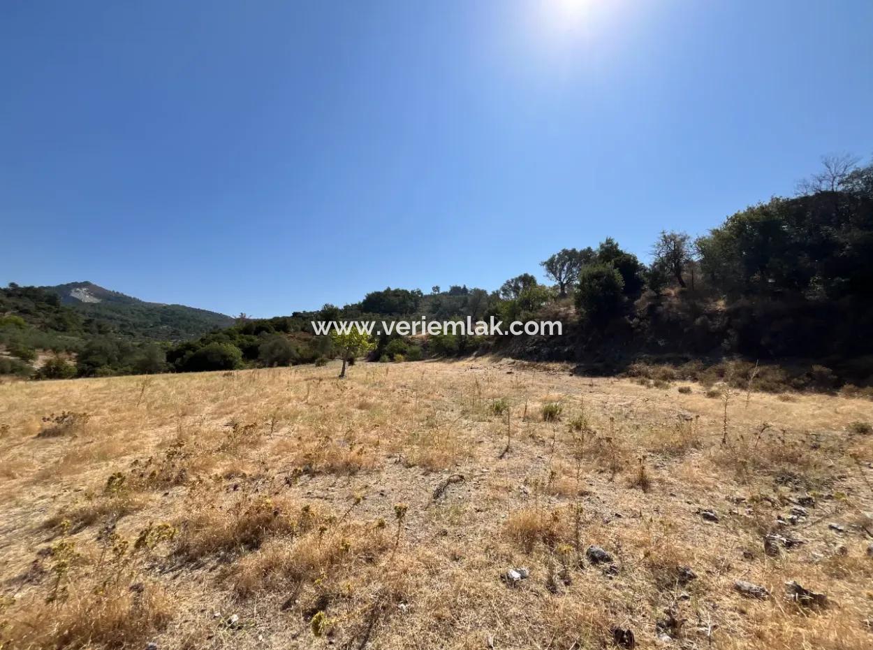 15 Hektar Olivenhain, Geeignet Für Investitionen An Der Seferihisar Beyler Road