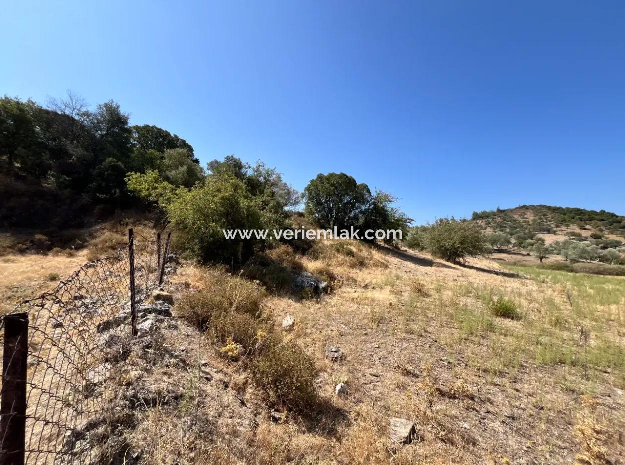 15 Hektar Olivenhain, Geeignet Für Investitionen An Der Seferihisar Beyler Road