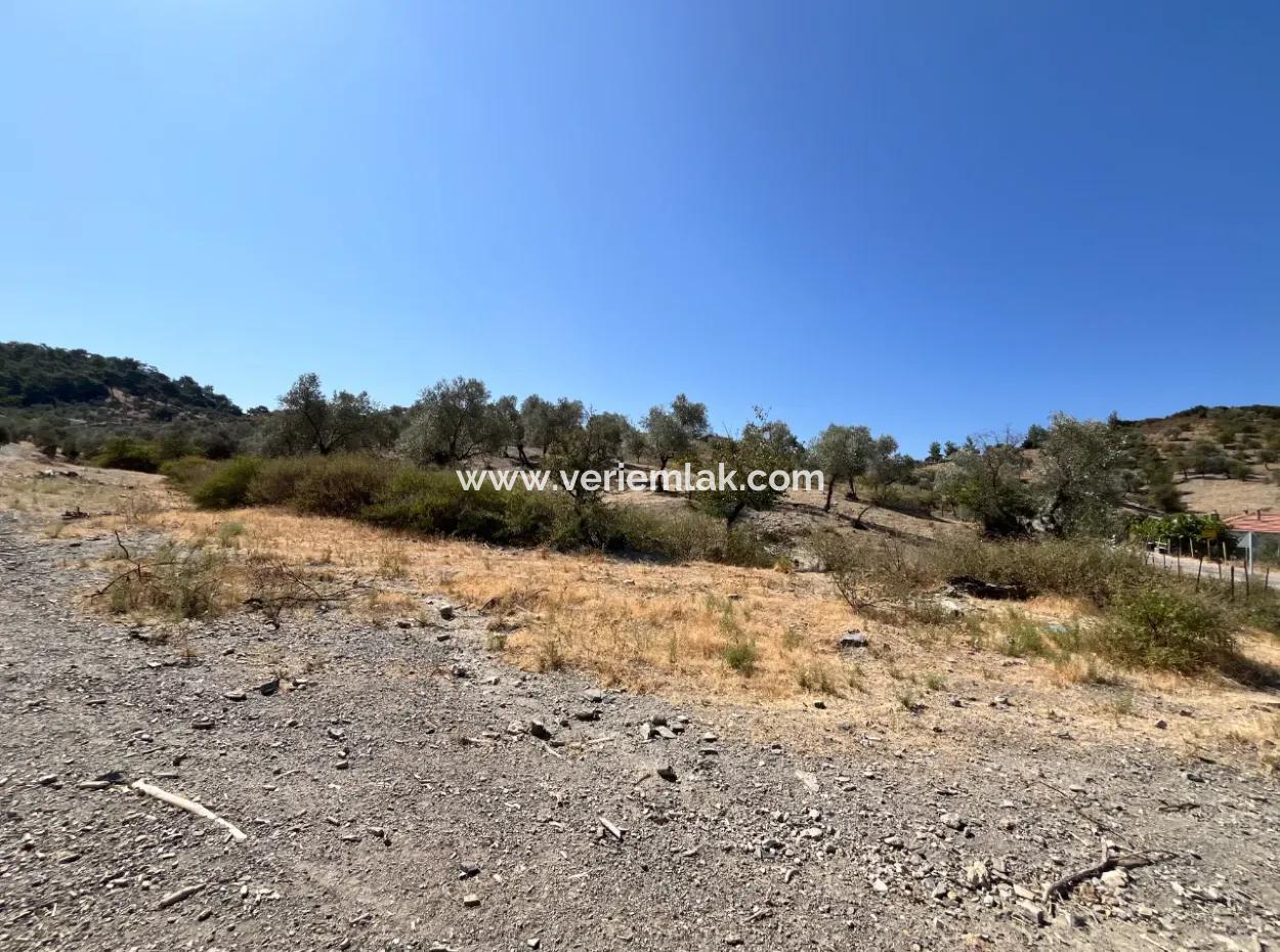 15 Hektar Olivenhain, Geeignet Für Investitionen An Der Seferihisar Beyler Road