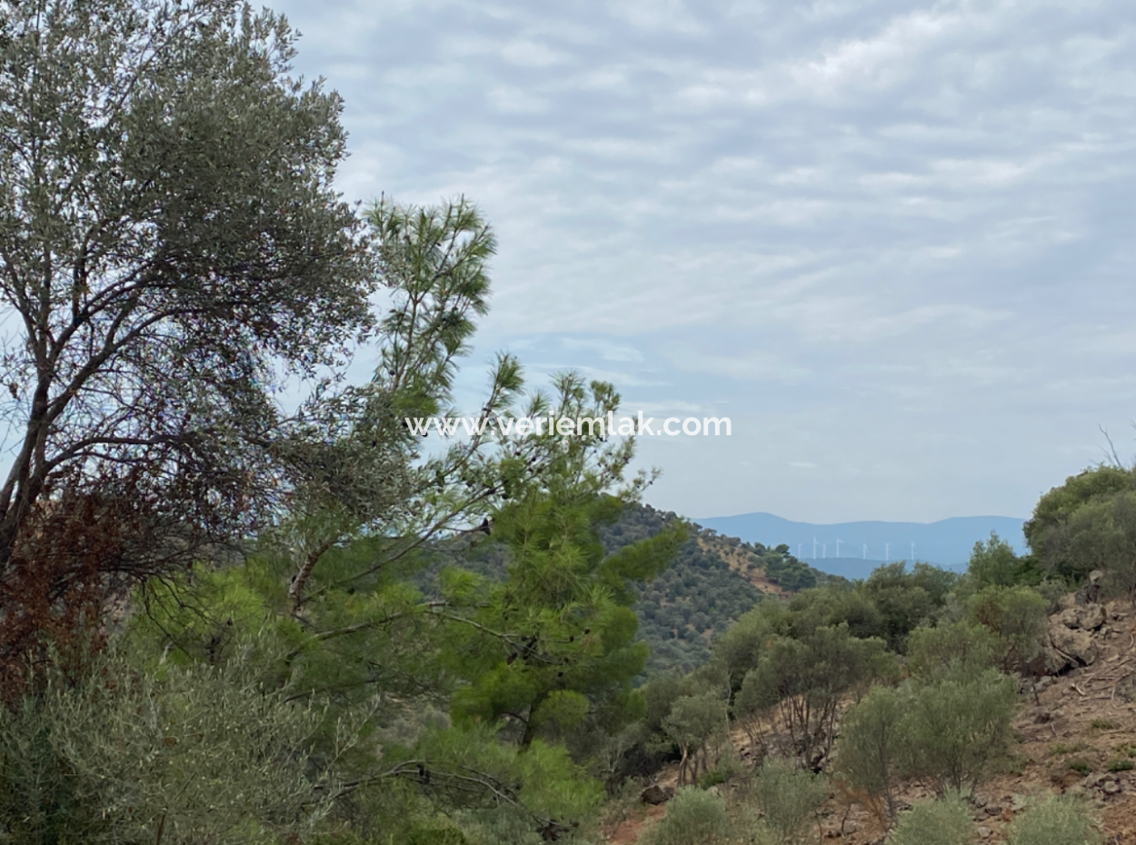4000 M2 Oliven Zum Verkauf, Geeignet Für Investitionen In Der Nachbarschaft Seferihisar Ulamış