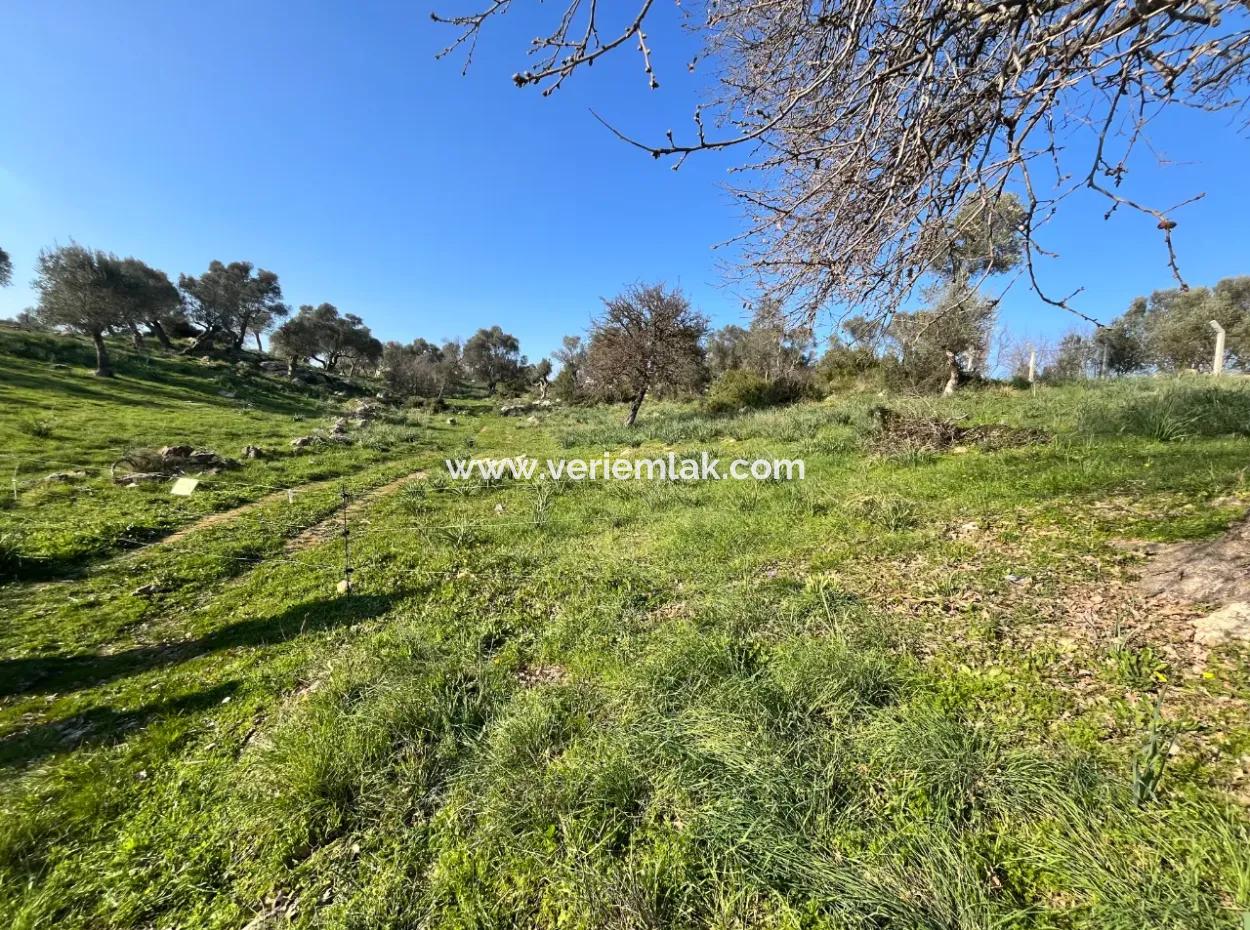 10.000 M² Katasterstraße, Panoramablick Auf Die Natur Grundstück Zum Verkauf In Orhanlı, Seferihisar