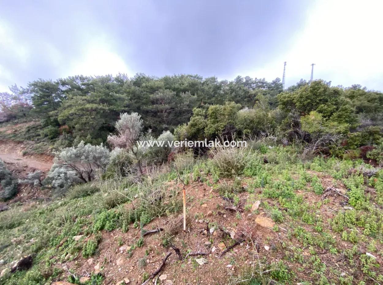 2000 M² Olivenhain In Seferihisar Beyler – 200 Meter Vom Dorfzentrum Entfernt!