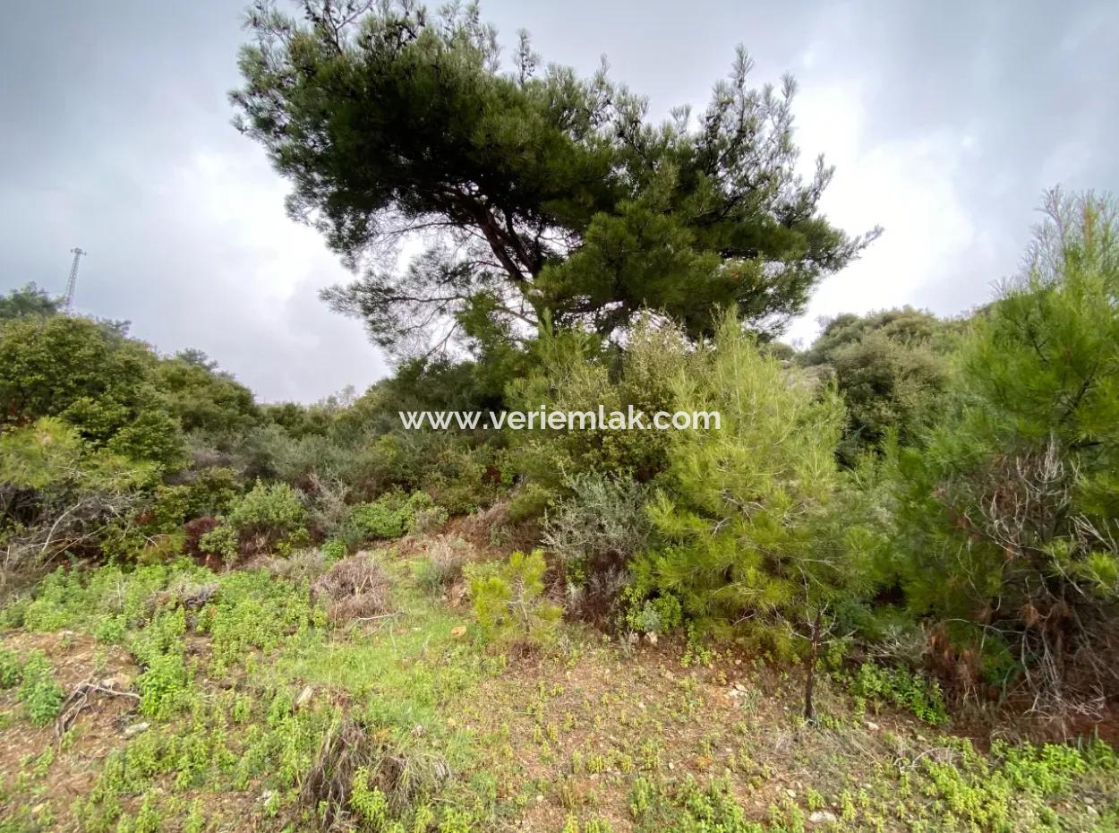 2000 M² Olivenhain In Seferihisar Beyler – 200 Meter Vom Dorfzentrum Entfernt!