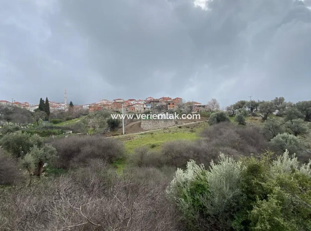 2000 M² Olivenhain In Seferihisar Beyler – 200 Meter Vom Dorfzentrum Entfernt!