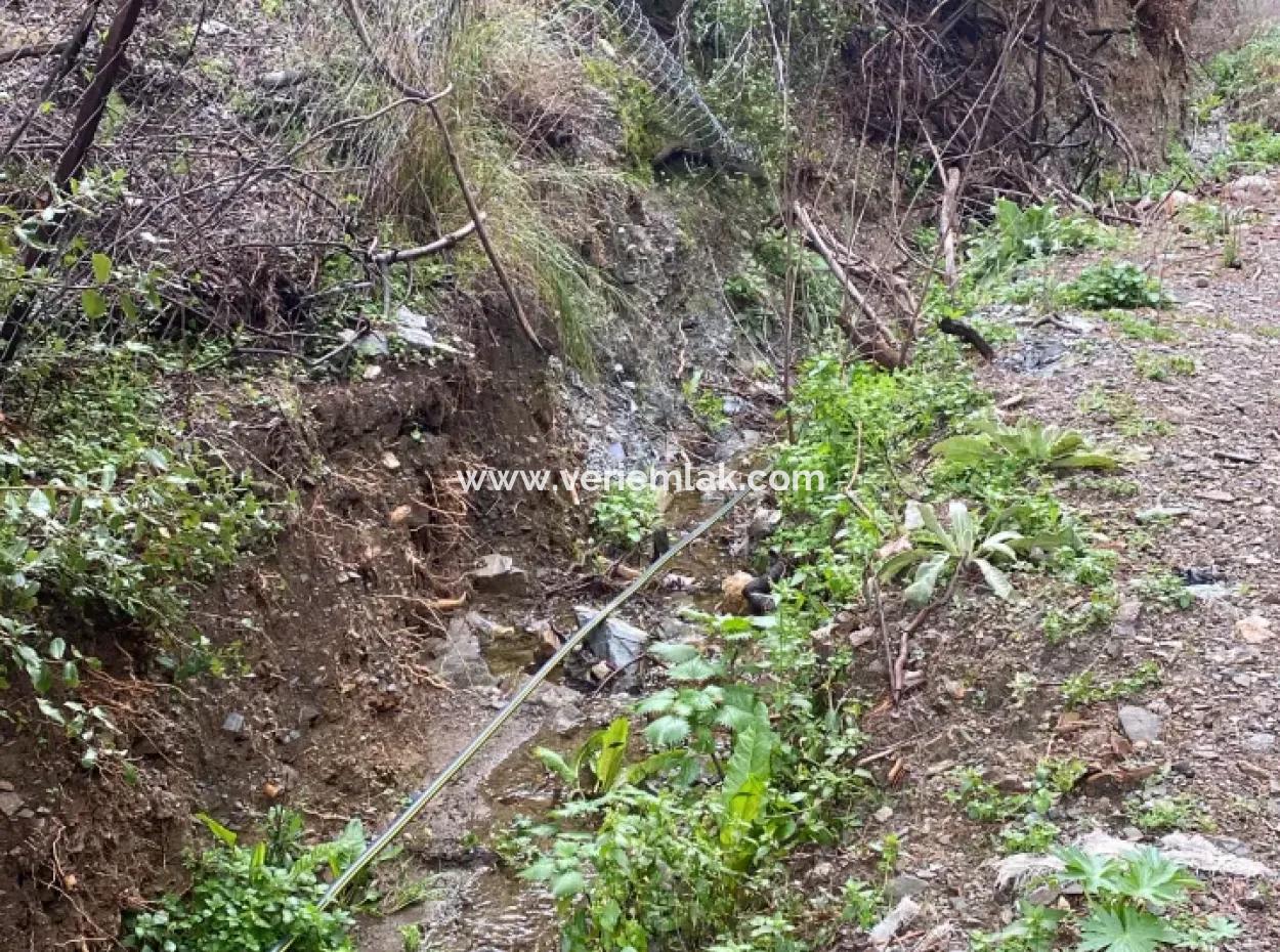 2000 M² Olivenhain In Seferihisar Beyler – 200 Meter Vom Dorfzentrum Entfernt!