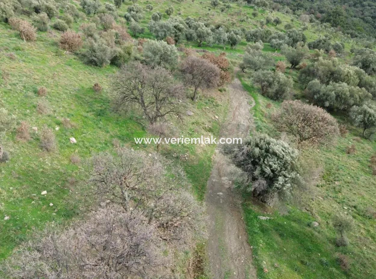 Seferihisar Ulamış Stadtteil – Olivenhain Zum Verkauf In Der Nähe Des Damms, Breite Straßenfront, Talblick