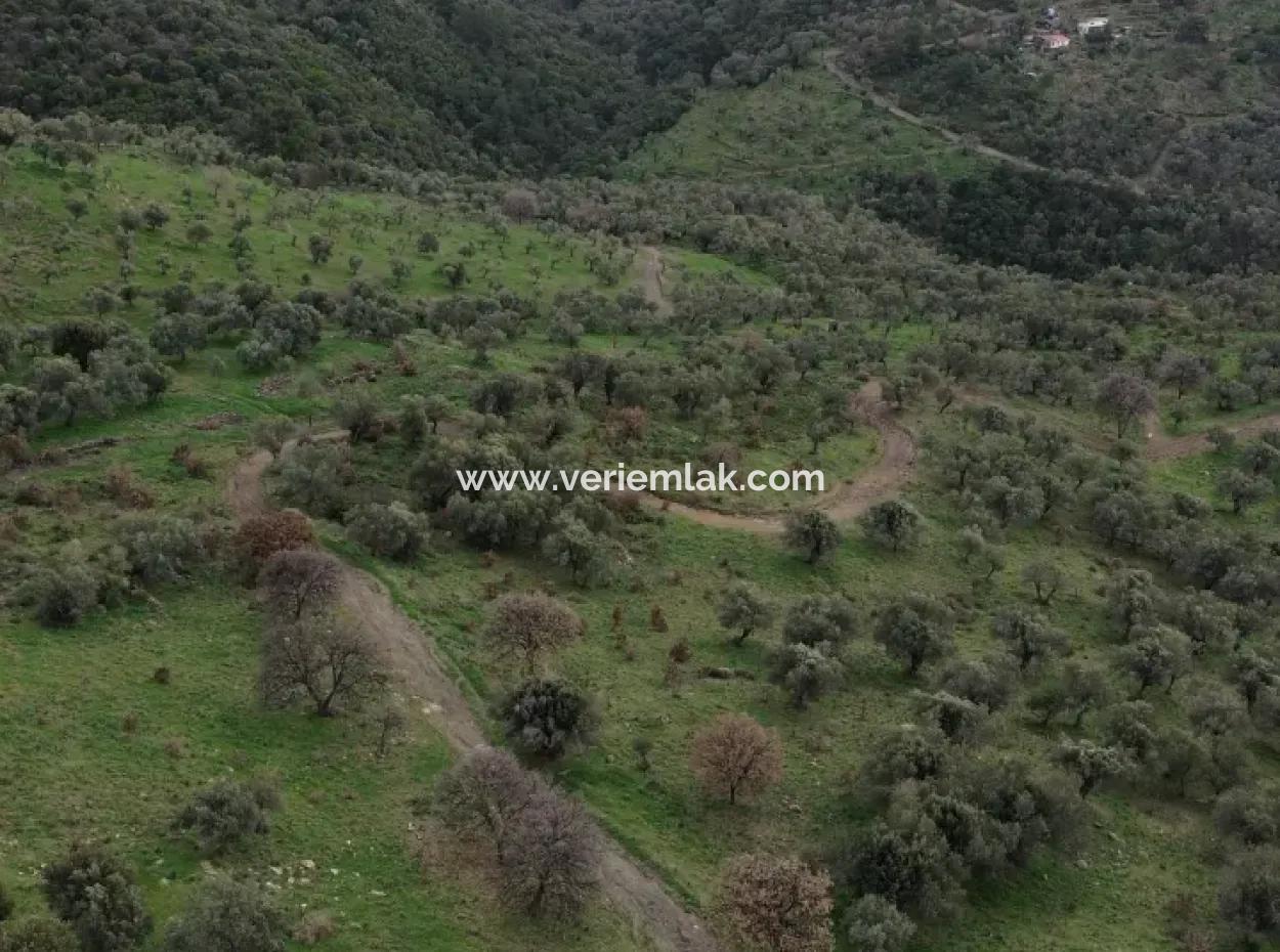 Seferihisar Ulamış Stadtteil – Olivenhain Zum Verkauf In Der Nähe Des Damms, Breite Straßenfront, Talblick
