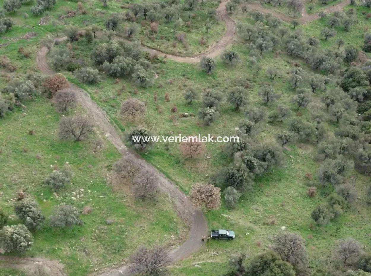Seferihisar Ulamış Stadtteil – Olivenhain Zum Verkauf In Der Nähe Des Damms, Breite Straßenfront, Talblick