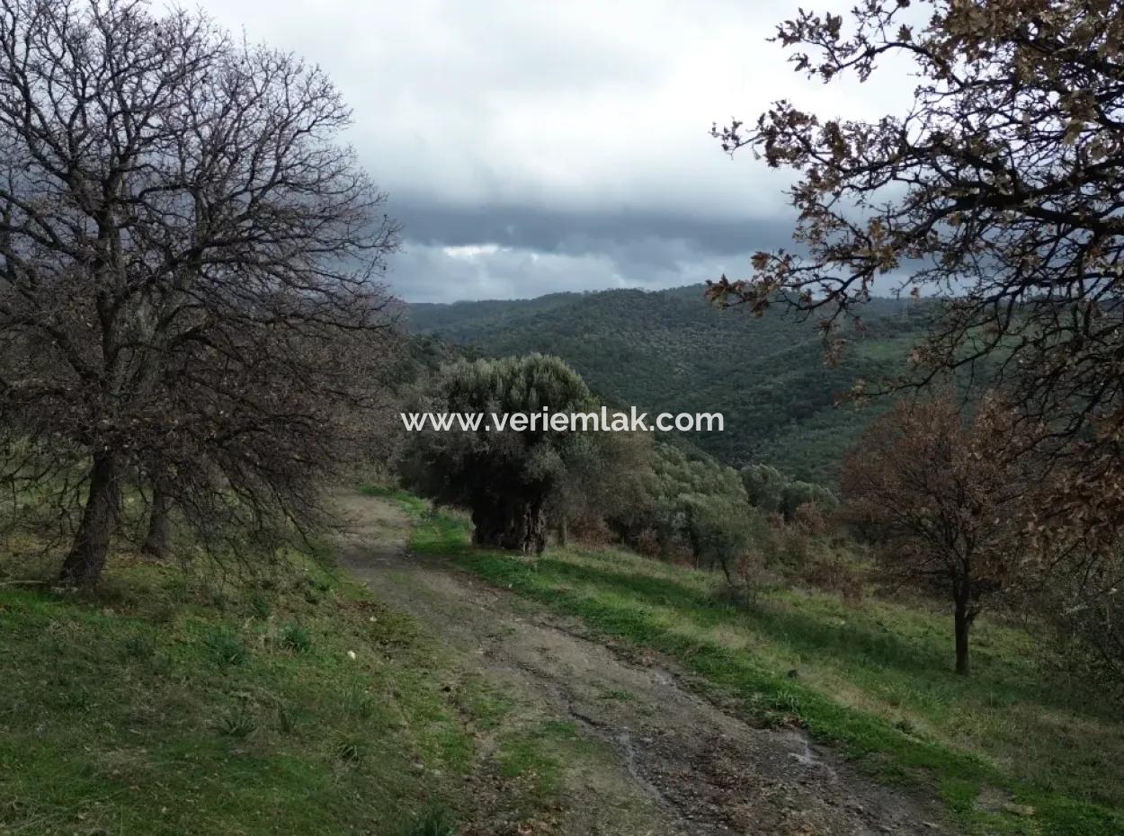 Seferihisar Ulamış Stadtteil – Olivenhain Zum Verkauf In Der Nähe Des Damms, Breite Straßenfront, Talblick