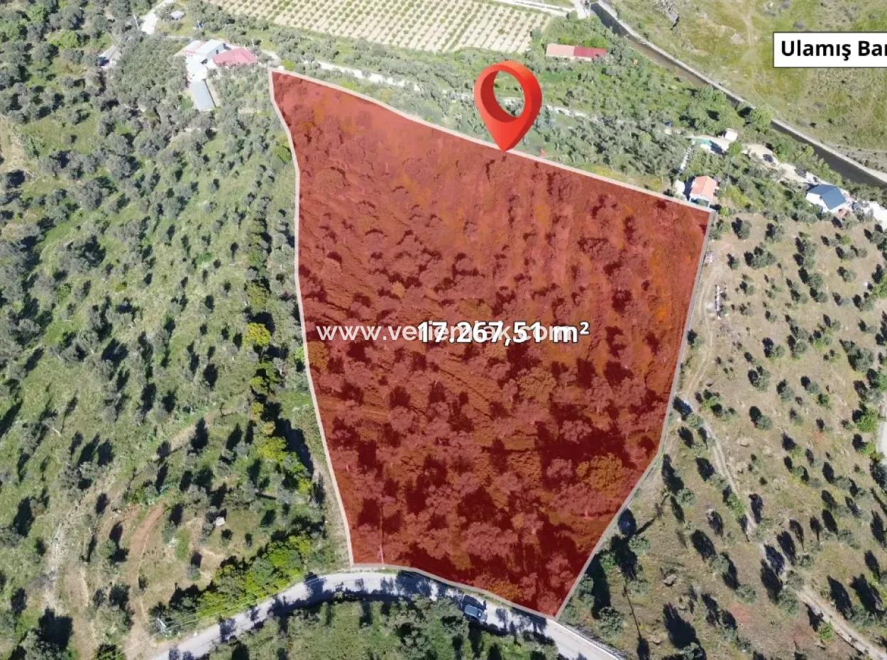 Oliven Zum Verkauf In Seferihisar Ulamış | Tal Und Seeblick