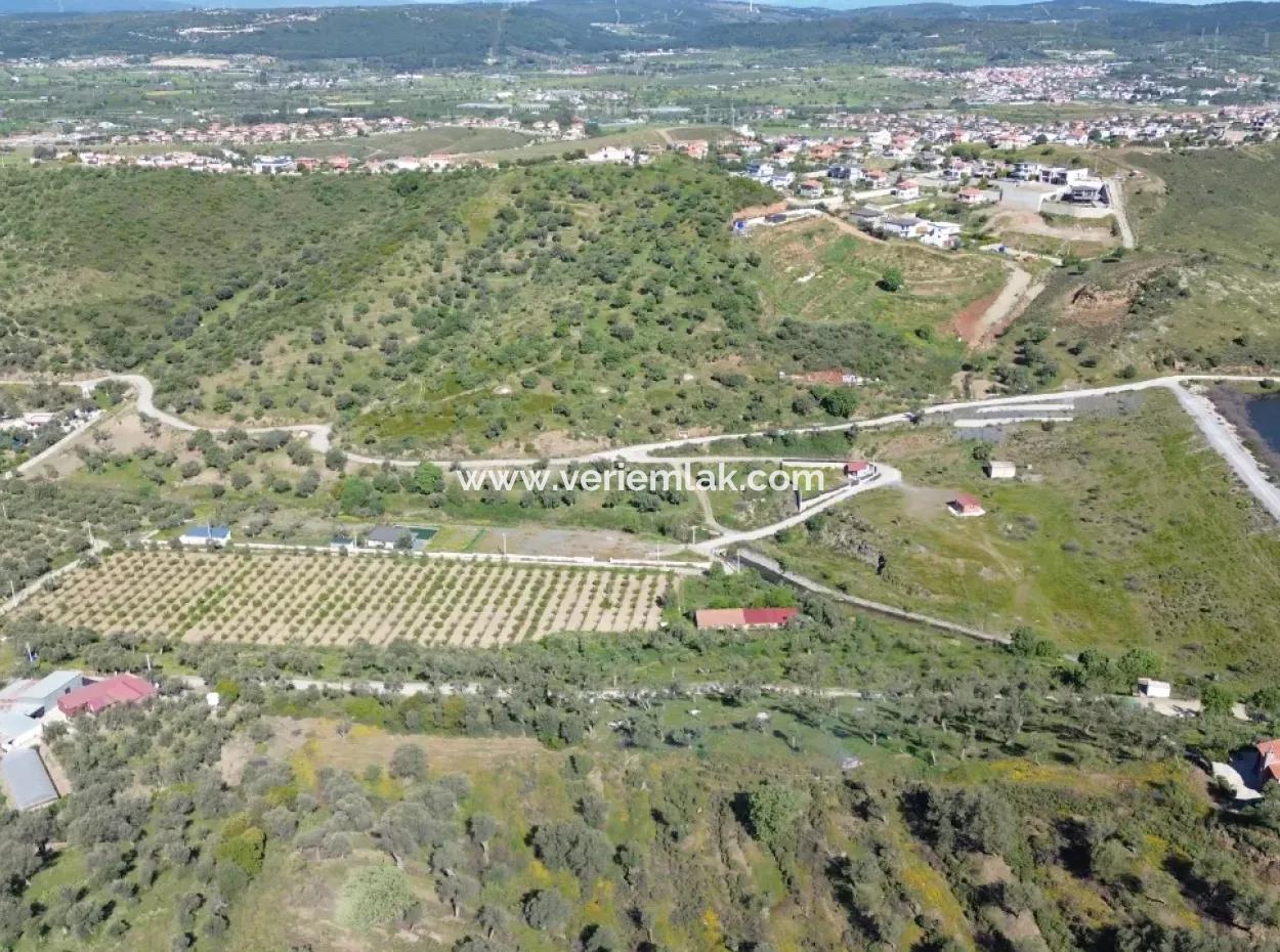 Oliven Zum Verkauf In Seferihisar Ulamış | Tal Und Seeblick