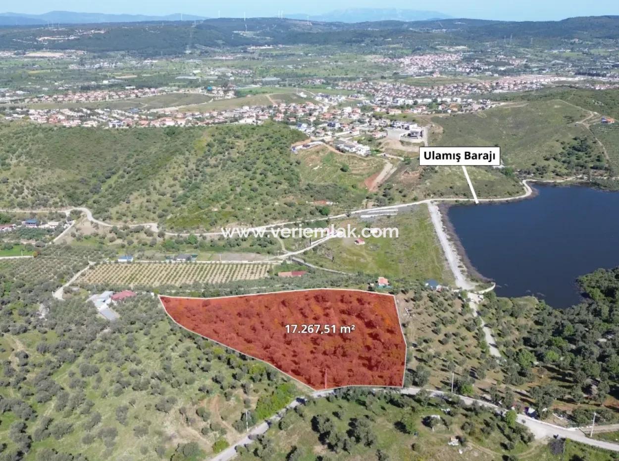 Oliven Zum Verkauf In Seferihisar Ulamış | Tal Und Seeblick