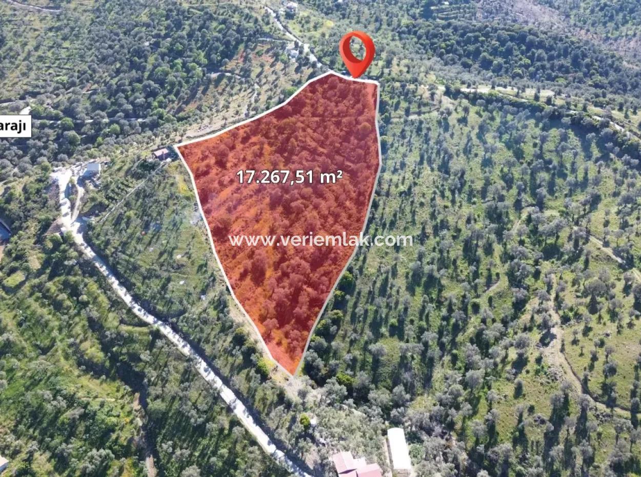 Oliven Zum Verkauf In Seferihisar Ulamış | Tal Und Seeblick