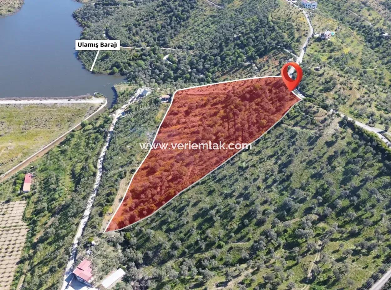 Oliven Zum Verkauf In Seferihisar Ulamış | Tal Und Seeblick