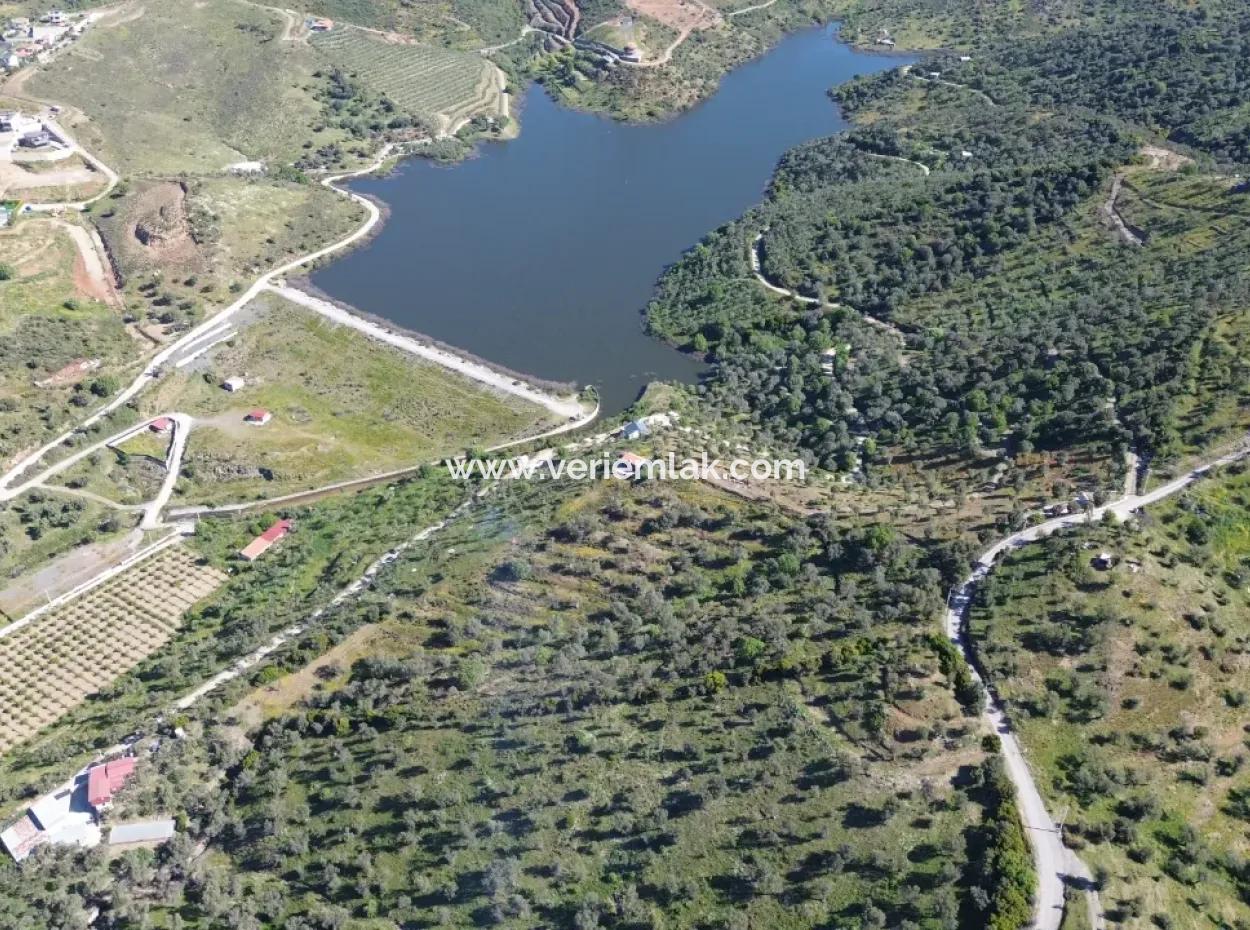 Oliven Zum Verkauf In Seferihisar Ulamış | Tal Und Seeblick