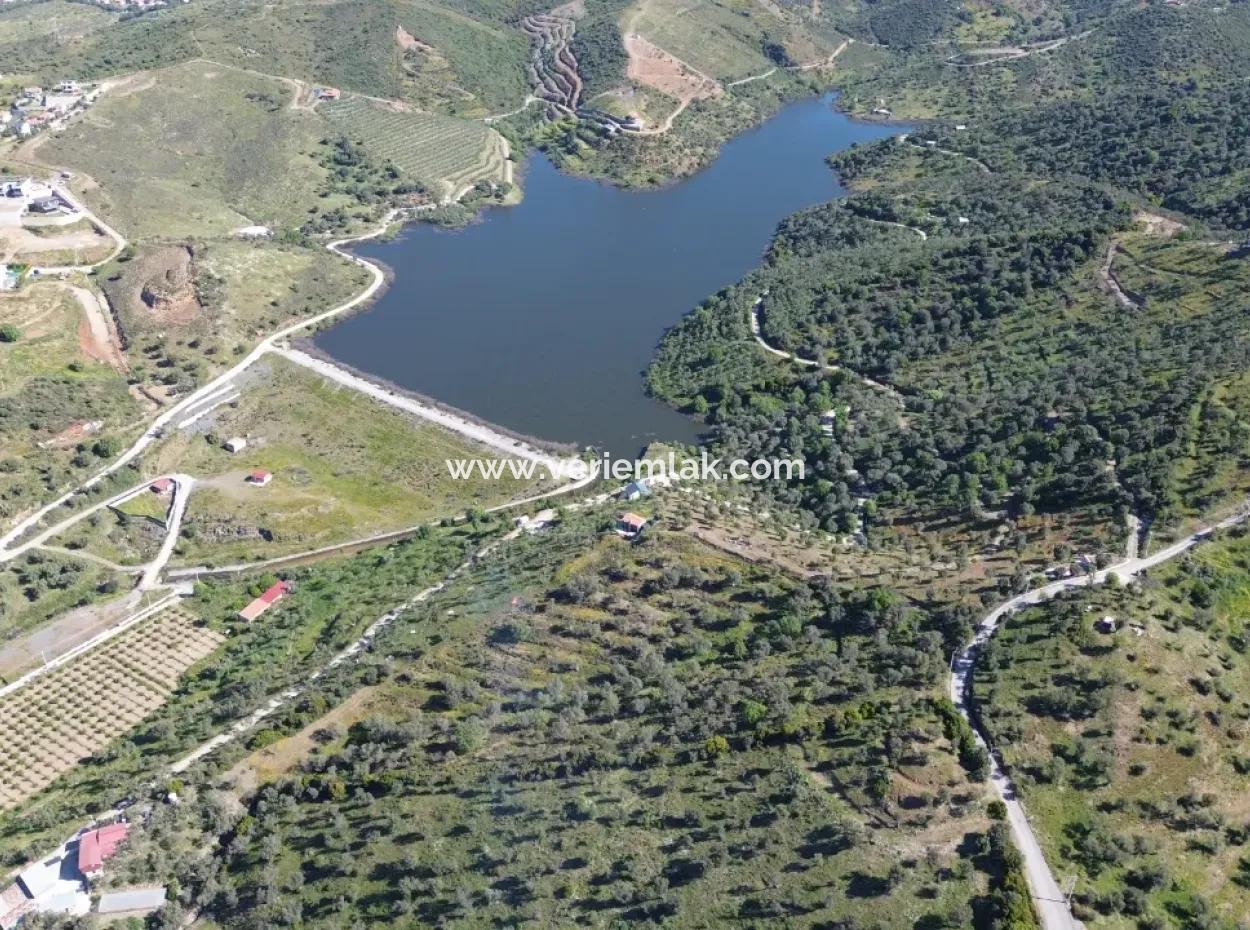 Oliven Zum Verkauf In Seferihisar Ulamış | Tal Und Seeblick