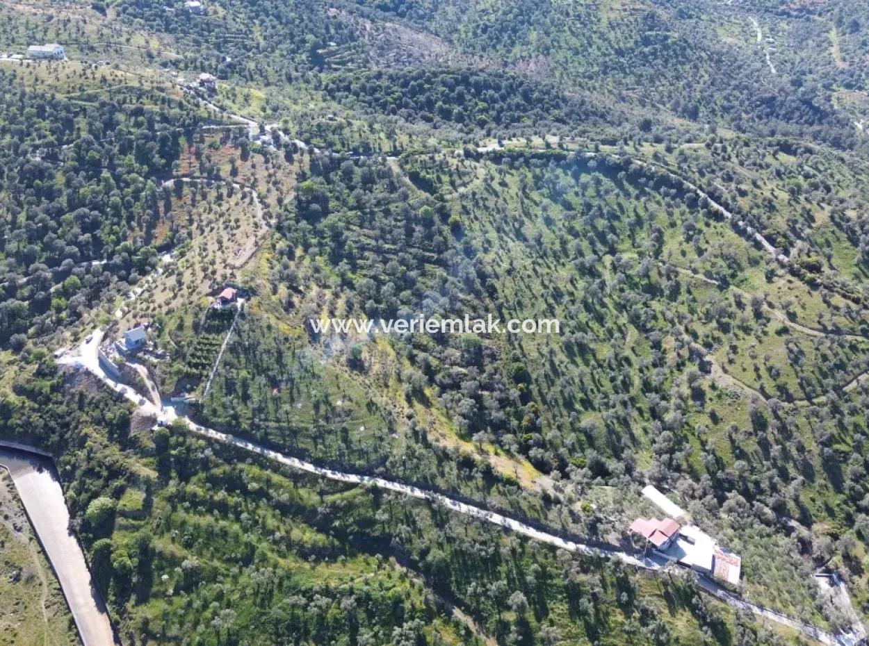 Oliven Zum Verkauf In Seferihisar Ulamış | Tal Und Seeblick