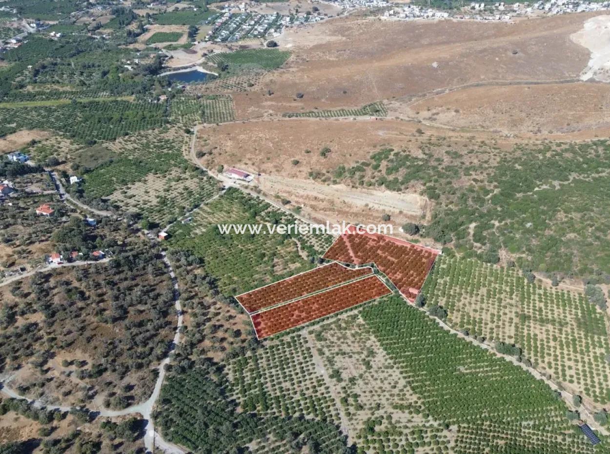 12,901 M² Tangerine Garden Im Gebiet Seferihisar Sığacık Taşdibi