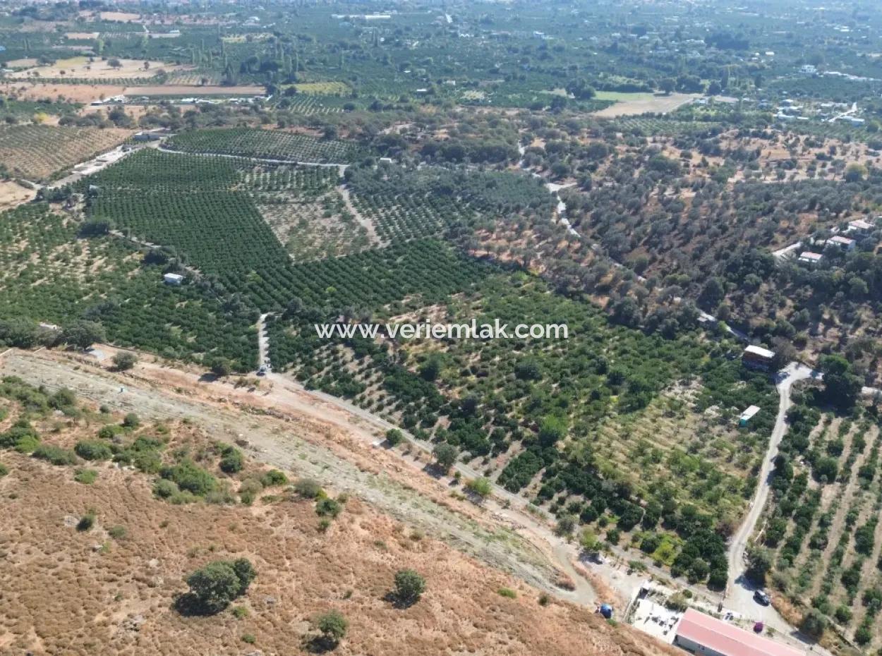 12,901 M² Tangerine Garden Im Gebiet Seferihisar Sığacık Taşdibi
