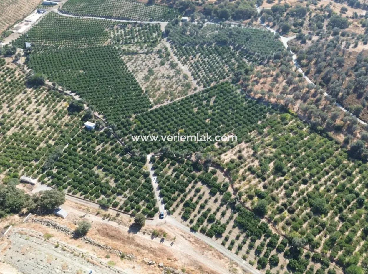 12,901 M² Tangerine Garden Im Gebiet Seferihisar Sığacık Taşdibi