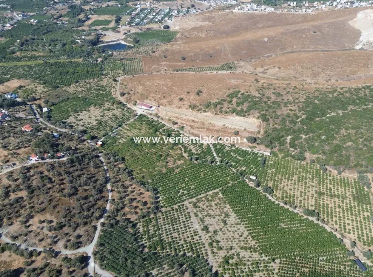 12,901 M² Tangerine Garden Im Gebiet Seferihisar Sığacık Taşdibi