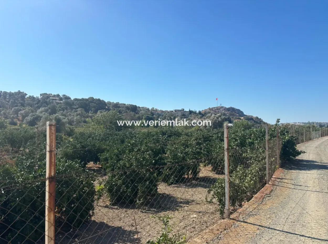 12,901 M² Tangerine Garden Im Gebiet Seferihisar Sığacık Taşdibi