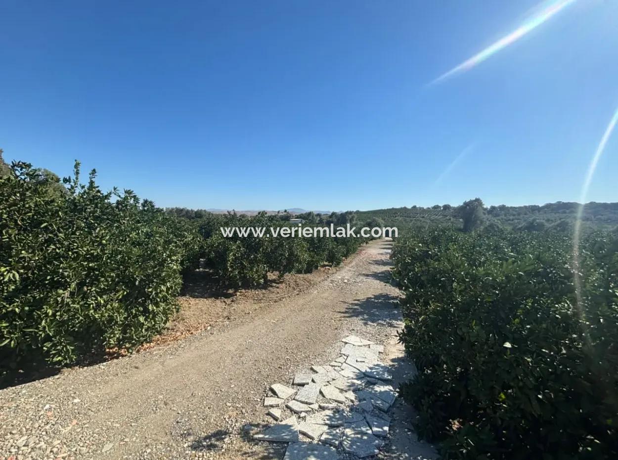 12,901 M² Tangerine Garden Im Gebiet Seferihisar Sığacık Taşdibi
