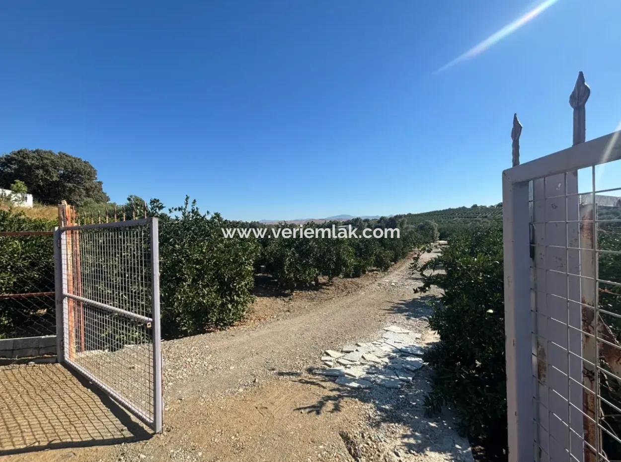 12,901 M² Tangerine Garden Im Gebiet Seferihisar Sığacık Taşdibi