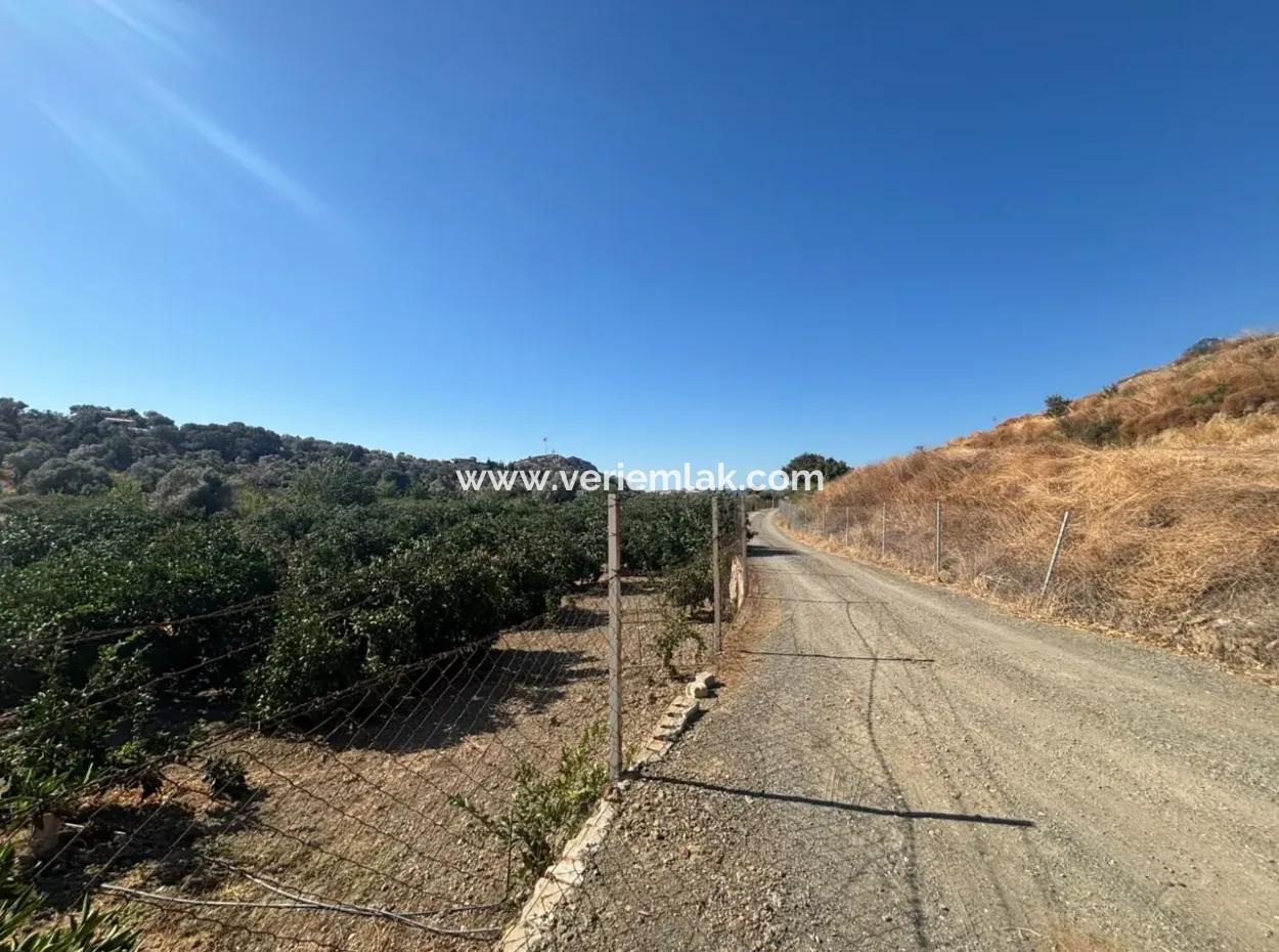 12,901 M² Tangerine Garden Im Gebiet Seferihisar Sığacık Taşdibi