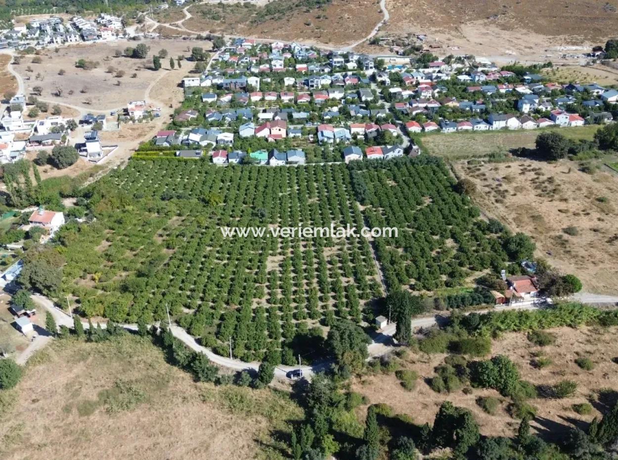6.474 M² Mandarinengarten In Seferihisar Siğacik Karagöl – Ort Taşdibi