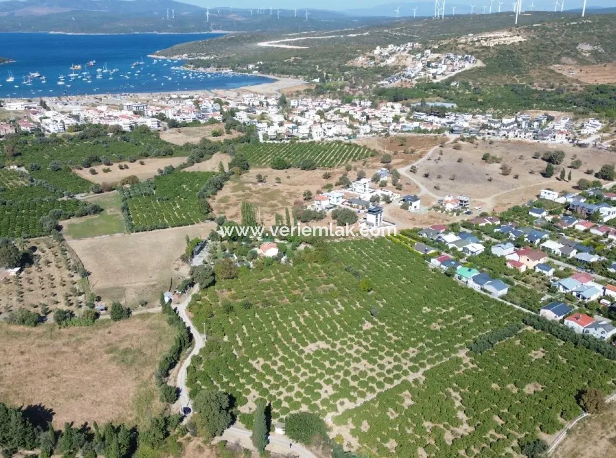 6.474 M² Mandarinengarten In Seferihisar Siğacik Karagöl – Ort Taşdibi