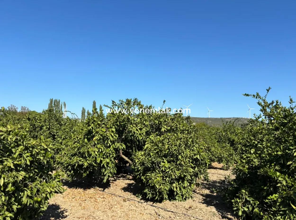 6.474 M² Mandarinengarten In Seferihisar Siğacik Karagöl – Ort Taşdibi