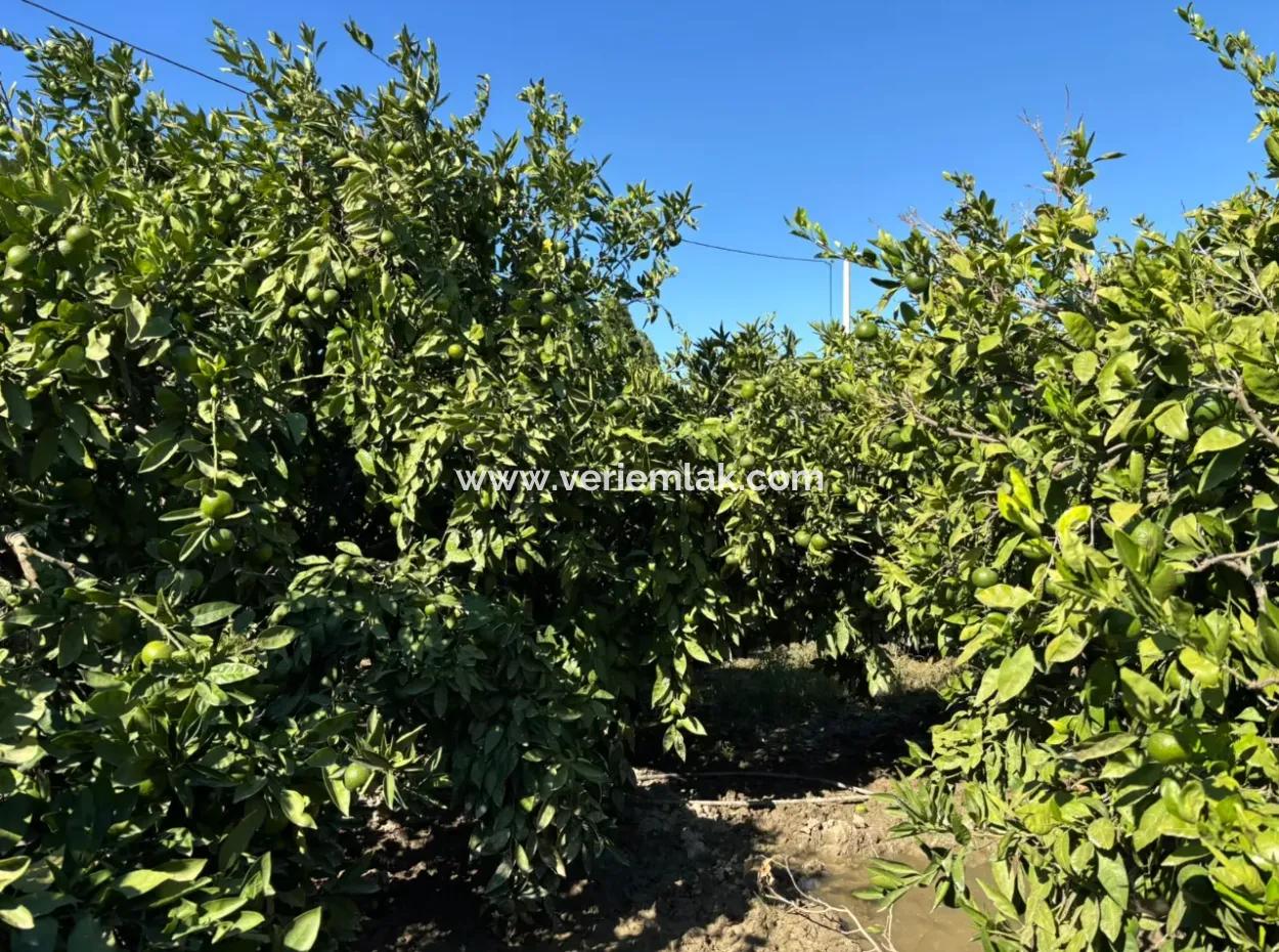 6.474 M² Mandarinengarten In Seferihisar Siğacik Karagöl – Ort Taşdibi