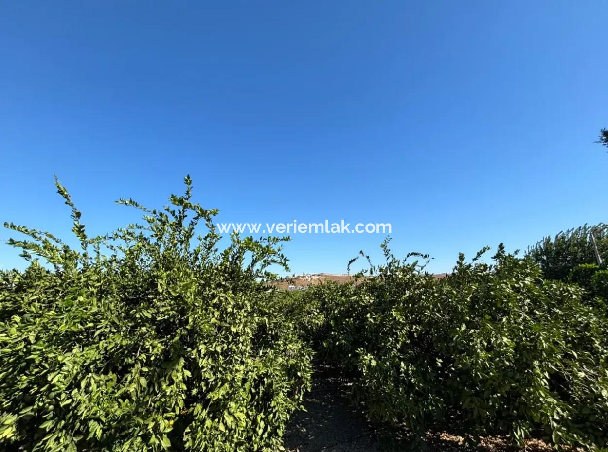 6.474 M² Mandarinengarten In Seferihisar Siğacik Karagöl – Ort Taşdibi