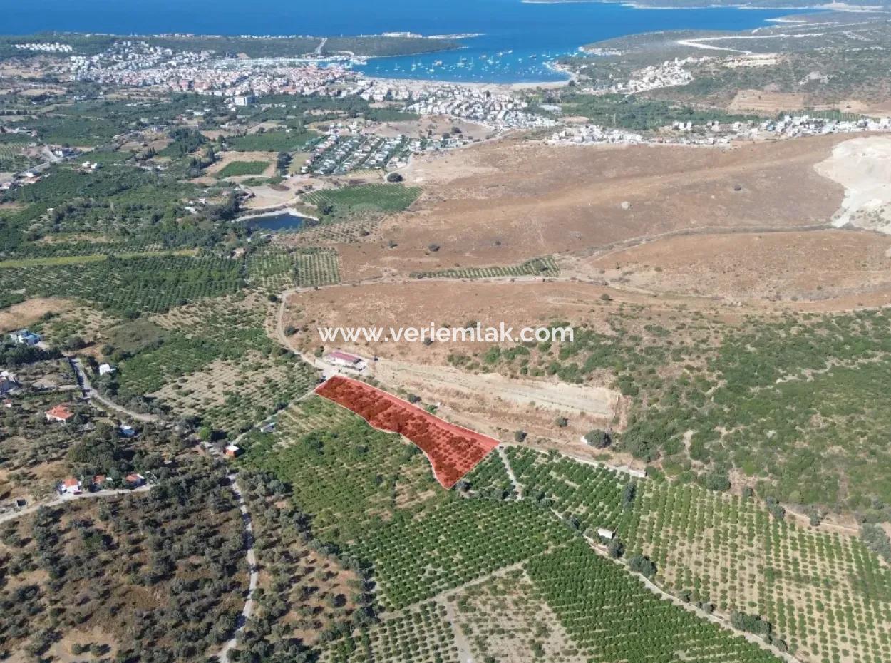 4,915 M² Tangerine Orchard Zum Verkauf In Seferihisar Sığacık Taşdibi