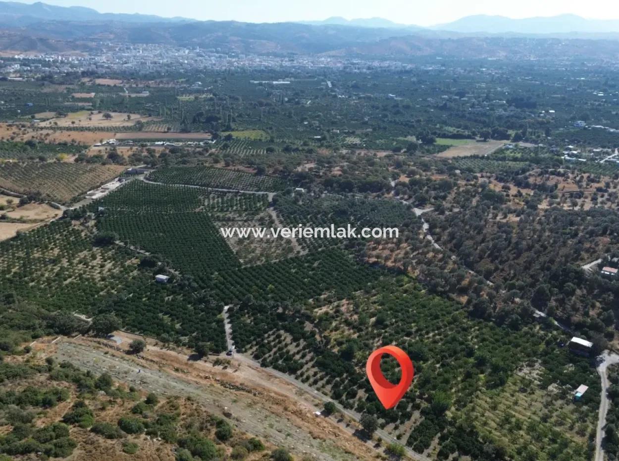 4,915 M² Tangerine Orchard Zum Verkauf In Seferihisar Sığacık Taşdibi