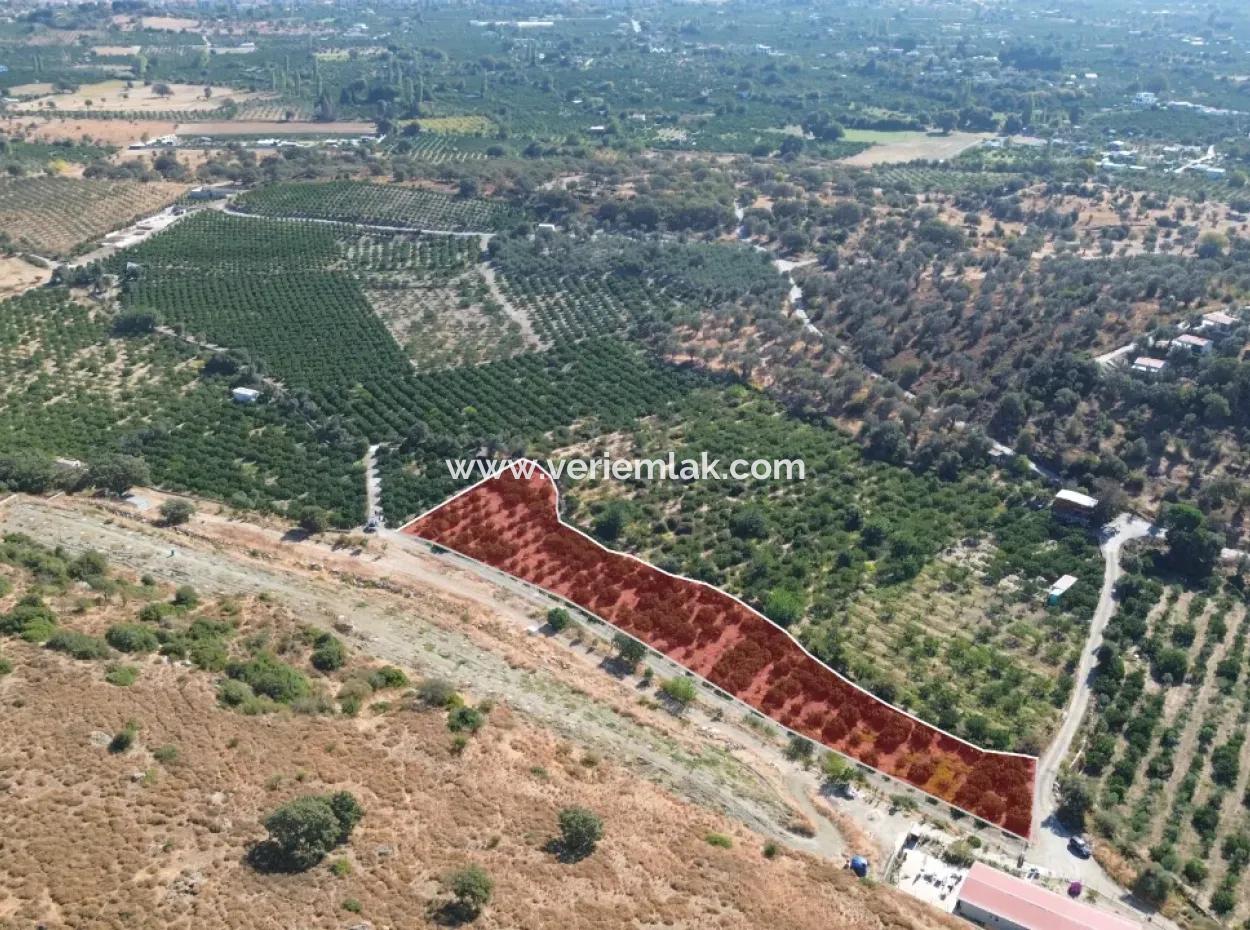 4,915 M² Tangerine Orchard Zum Verkauf In Seferihisar Sığacık Taşdibi