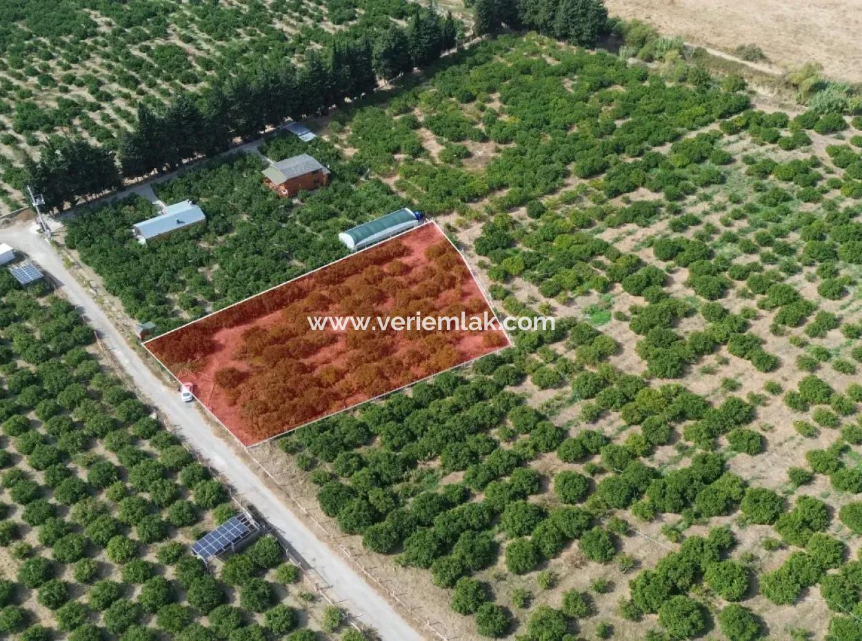 Zum Verkauf In Seferihisar Düzce 2,628,64 M² Tangerine Grove
