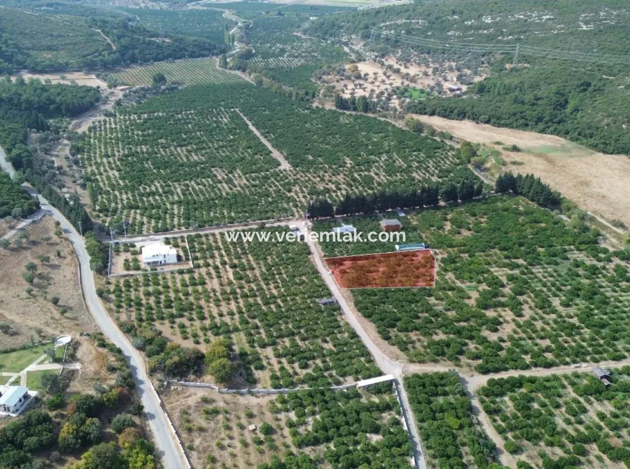 Zum Verkauf In Seferihisar Düzce 2,628,64 M² Tangerine Grove