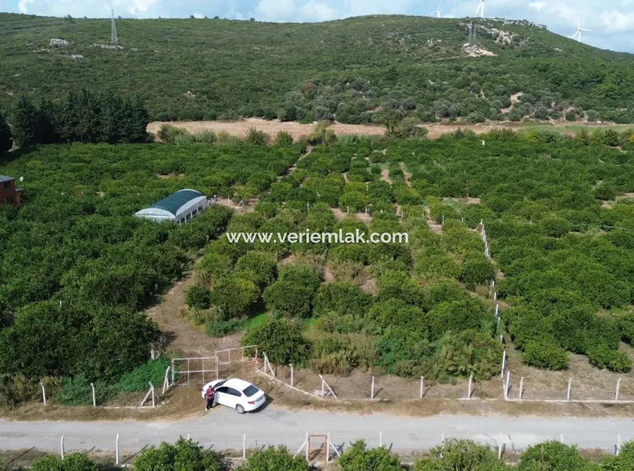 Zum Verkauf In Seferihisar Düzce 2,628,64 M² Tangerine Grove