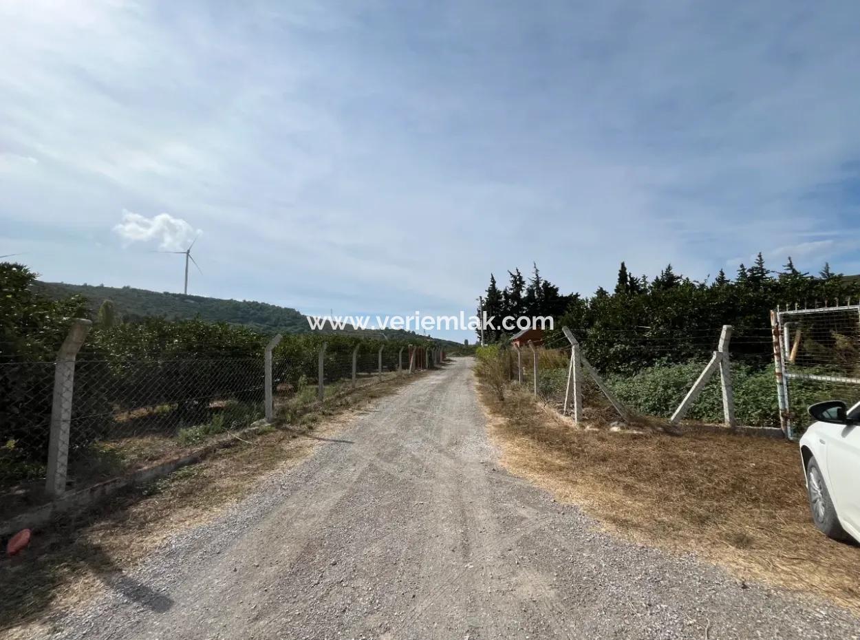 Zum Verkauf In Seferihisar Düzce 2,628,64 M² Tangerine Grove