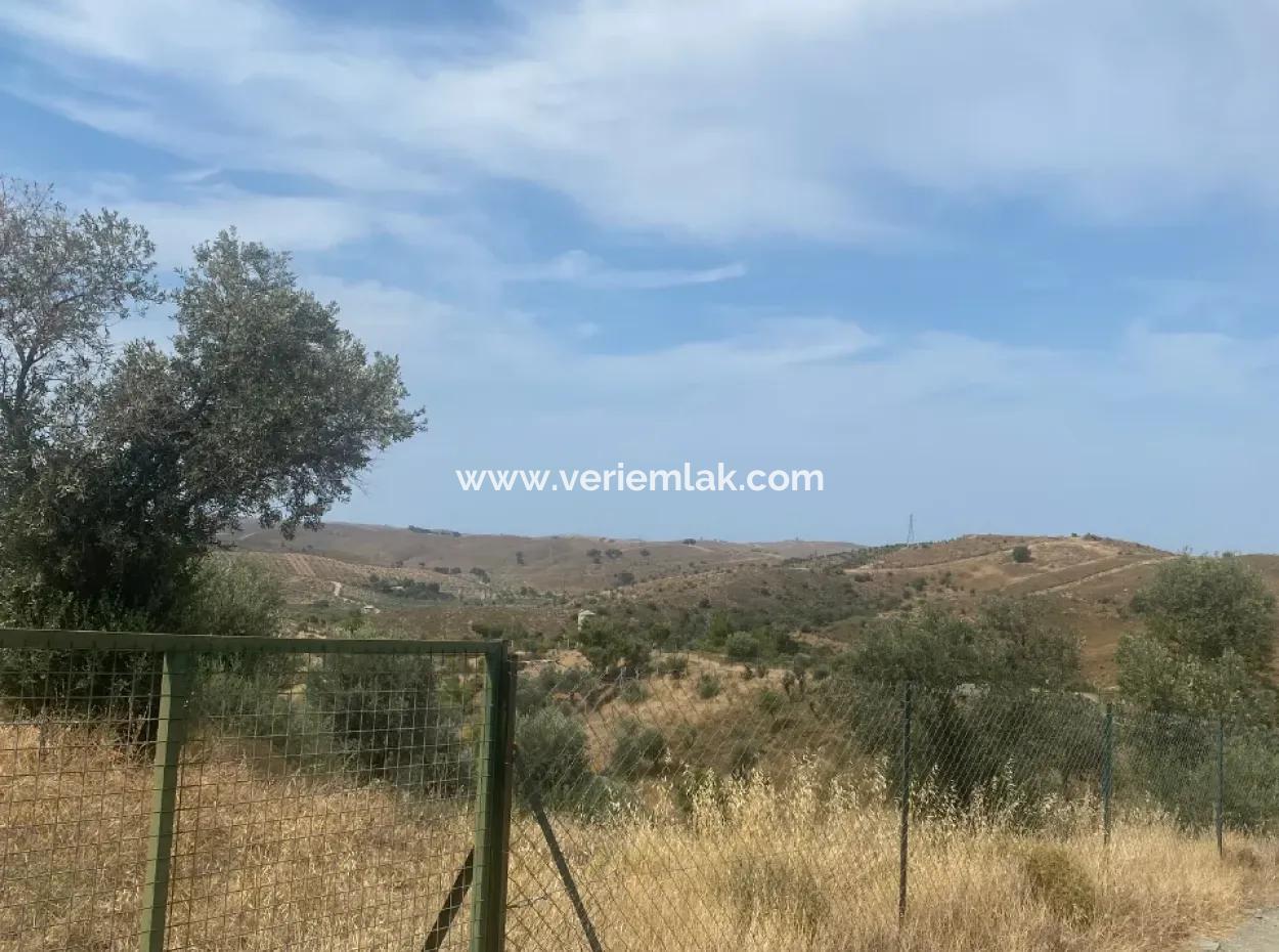 9050 M2 Mit Katasterstrasse In Seferihisar, Verflochten Mit Der Natur, Oliven Zu Verkaufen