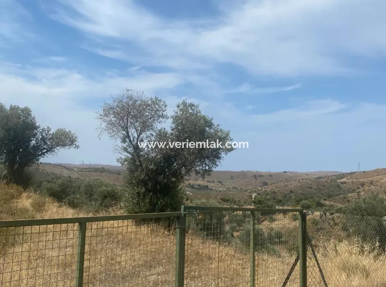 9050 M2 Mit Katasterstrasse In Seferihisar, Verflochten Mit Der Natur, Oliven Zu Verkaufen